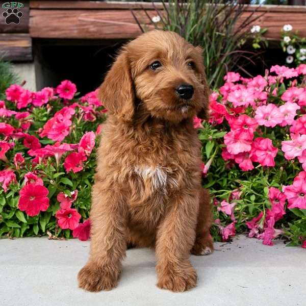 Aria, Labradoodle Puppy